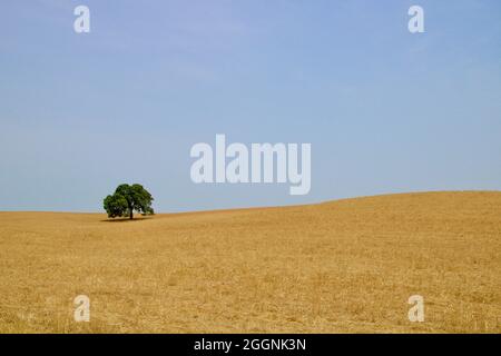 Minimalismus mit einsamem Korkbaum mitten im trockenen Weizenfeld bei Alentejo, Portugal. Stockfoto