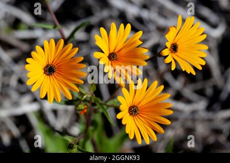 Wunderschöne orangefarbene Namaqualand-Gänseblümchen Stockfoto