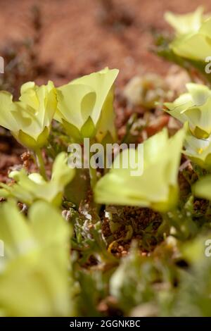 Gelbäugiger Sauerampfer, Oxalis obtusa, Namaqualand-Blüten Stockfoto