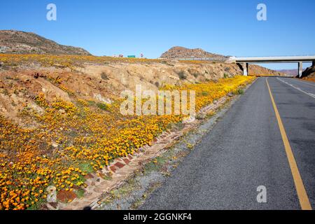 Brücke und Gänseblümchen, N7 und R355, Springbok, Namaqualand, Nordkap Stockfoto