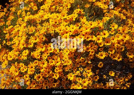 Orangefarbene Namaqualand-Gänseblümchen Stockfoto