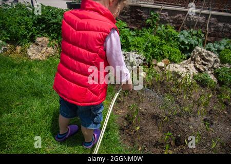 Kleines Mädchen wässert Tomaten und Pfeffer Sämlinge in ihrem Garten mit einem Gartenschlauch. Selektiver Fokus. Stockfoto