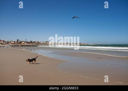 Deutscher Schäferhund am Strand von Port Nolloth, Westkap. Stockfoto