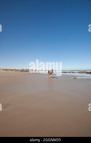 Deutscher Schäferhund am Strand von Port Nolloth, Westkap. Stockfoto