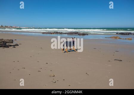 Deutscher Schäferhund am Strand von Port Nolloth, Westkap. Stockfoto