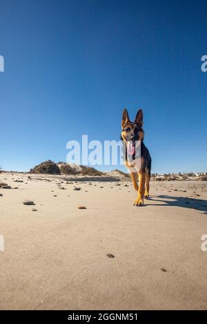 Deutscher Schäferhund am Strand von Port Nolloth, Westkap. Stockfoto