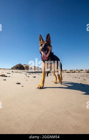 Deutscher Schäferhund am Strand von Port Nolloth, Westkap. Stockfoto