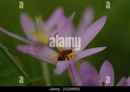 Nahaufnahme mehrerer purpurner Colchicum autumnale ( Autumn Timeless ) b mit einer im Kalb tuckenden Biene Stockfoto