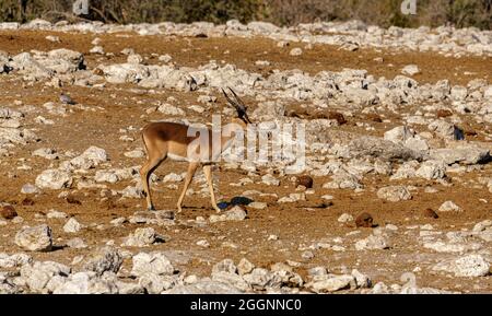 Antilope Nordwesten Namibia Afrika Stockfoto