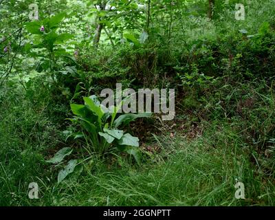 Auf dem Waldboden in Nidderdale wachsen Fuchshandschuhe. North Yorkshire Stockfoto