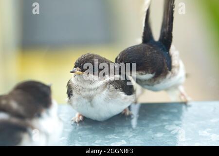 Vögel, Mauersegler, die auf dem Fensterbrett sitzen Stockfoto