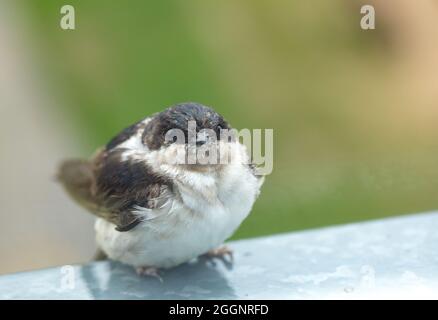 Vögel, Mauersegler, die auf dem Fensterbrett sitzen Stockfoto