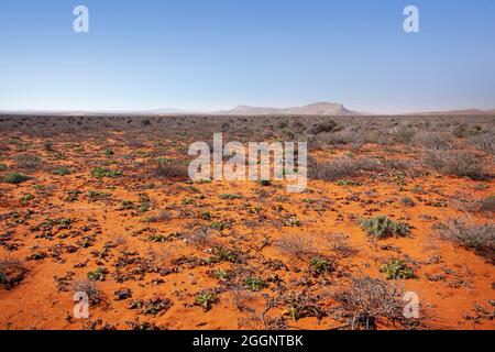 Fiery Terrain: Der reiche orangene Boden des Richtersveld Stockfoto