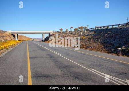 Brücke und Gänseblümchen, N7 und R355, Springbok, Namaqualand, Nordkap Stockfoto