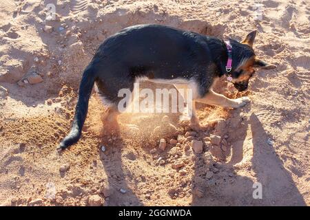 Hündin, schwarz und braun, Schäferhund, Graben. Stockfoto