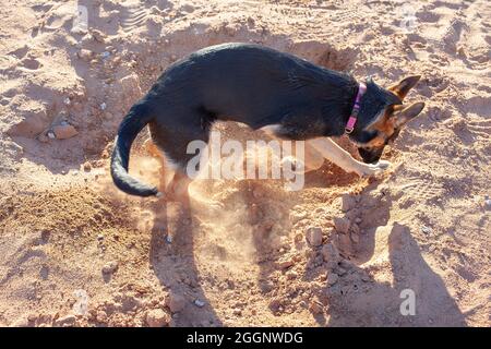 Hündin, schwarz und braun, Schäferhund, Graben. Stockfoto