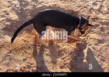 Hündin, schwarz und braun, Schäferhund, Graben. Stockfoto