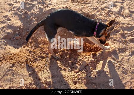 Hündin, schwarz und braun, Schäferhund, Graben. Stockfoto