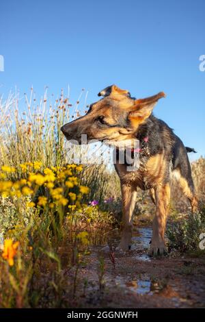 Weibchen, schwarz und braun, Schäferhund, schnüffeln die Blumen. Stockfoto