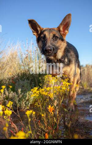 Hündin schwarz und braun Schäferhund. Stockfoto