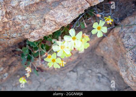 Gelbäugiger Sauerampfer, Oxalis obtusa, Namaqualand-Blüten Stockfoto