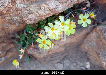 Gelbäugiger Sauerampfer, Oxalis obtusa, Namaqualand-Blüten Stockfoto