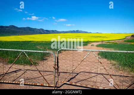 N7 in der Nähe von R365, Cederberg, Westkap, Südafrika. Rapsfelder / Raps in voller Blüte. Stockfoto