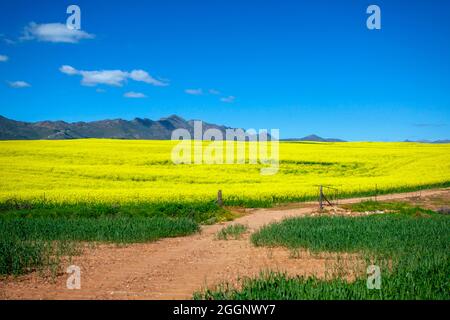 N7 in der Nähe von R365, Cederberg, Westkap, Südafrika. Rapsfelder / Raps in voller Blüte. Stockfoto