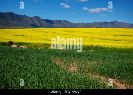 N7 in der Nähe von R365, Cederberg, Westkap, Südafrika. Rapsfelder / Raps in voller Blüte. Stockfoto