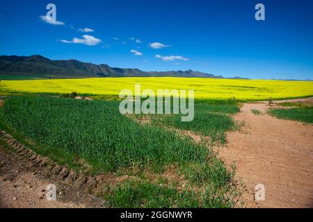 N7 in der Nähe von R365, Cederberg, Westkap, Südafrika. Rapsfelder / Raps in voller Blüte. Stockfoto