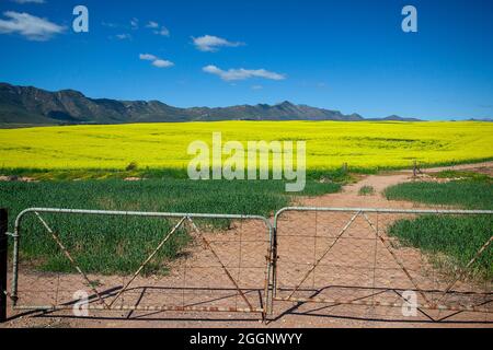 N7 in der Nähe von R365, Cederberg, Westkap, Südafrika. Rapsfelder / Raps in voller Blüte. Stockfoto