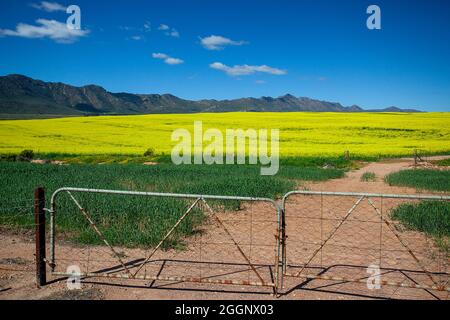 N7 in der Nähe von R365, Cederberg, Westkap, Südafrika. Rapsfelder / Raps in voller Blüte. Stockfoto