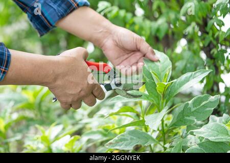 Asiatischer Gärtner Pruning scheren Baum, um Zweige auf Pflanzennature zu schneiden. Hobby Pflanzen Hausgarten. Stockfoto