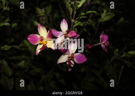 Lila Orchidee mit kleiner weißer Farbe blühte in der Dunkelheit. Purpurne Orchideensträuße, eingewickelt in Krepppapier, die eine universelle Botschaft der Liebe bringen. Stockfoto