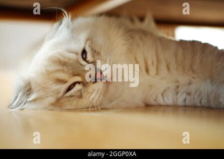 Pelzige weiße schottische Falzkatze, die auf dem Boden in der Tür liegt Stockfoto