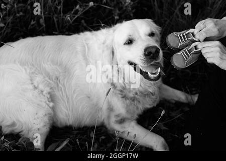 Schwarz-weißes Foto von Labrador, der im Gras liegt und überrascht auf die Kinderschuhe schaut, die ihm die Besitzer zeigen. Gespräch mit Hund. Warten auf Stockfoto