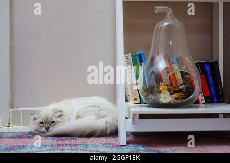 White Fury Scottish Fold Cat In Der Nähe Von Büchern Im Innenbereich Stockfoto