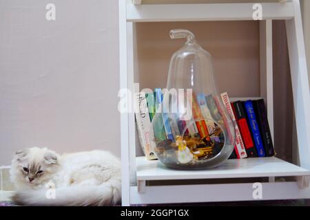 White Fury Scottish Fold Cat In Der Nähe Von Büchern Im Innenbereich Stockfoto