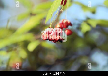 Euonymus verrucosus, warty-belled Spindel. Orange-rosa Beeren auf Ast mit grünem Laub im Sonnenlicht vor blauem Himmel Hintergrund. Aquarelleffekt Stockfoto