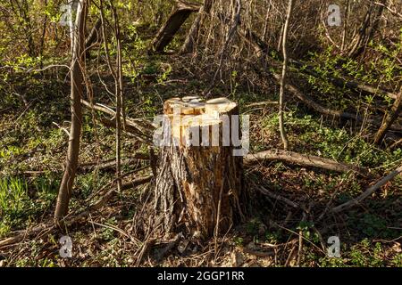 Fauler Baumstumpf im Frühlingswald. Der alte Baum wurde abgehauen. Stockfoto