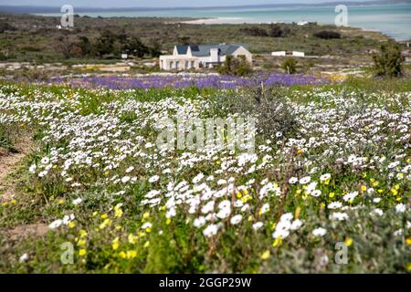 (210902) -- KAPSTADT, 2. September 2021 (Xinhua) -- Wildblumen blühen entlang einer Straße in der Western Cape Province, Südafrika, am 31. August 2021. PASSEND ZU „Feature: Saisonaler Wildblumen-Tourismus in Südafrika blüht trotz COVID-19“ (Xinhua/Lyu Tianran) Stockfoto