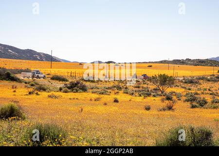 (210902) -- KAPSTADT, 2. September 2021 (Xinhua) -- Wildblumen blühen am 29. August 2021 im Namaqua National Park, Northern Cape Province, Südafrika. PASSEND ZU „Feature: Saisonaler Wildblumen-Tourismus in Südafrika blüht trotz COVID-19“ (Xinhua/Lyu Tianran) Stockfoto