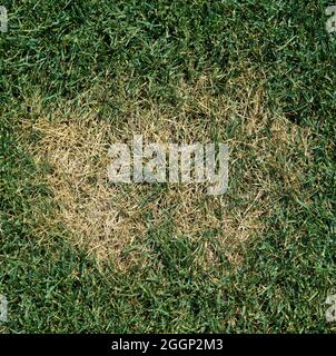 Summer patch (Magnaporthe poae) light patch of diseased turfgrass, bluegrass (Poa sp.) in a lawn, USA Stockfoto