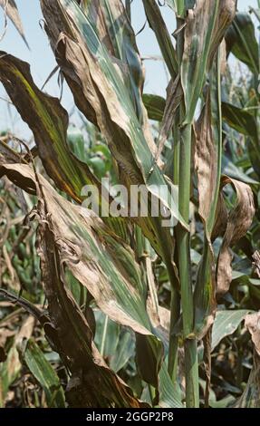 Goss-Bakterienwelk (Clavibacter michiganensis) Schwere Nekrosen-Läsionen der oberen Blätter auf Mais- oder Maispflanzen, USA Stockfoto