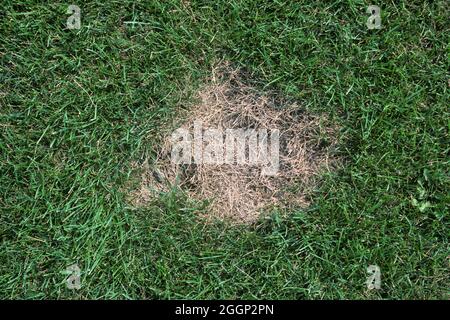 Summer patch (Magnaporthe poae) light patch of diseased turfgrass, bluegrass (Poa sp.) in a lawn, USA Stockfoto
