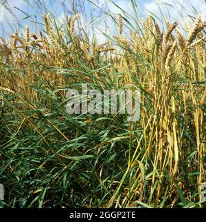 Couch oder zucken (Agropyron Repens) Blütenpflanzen in Reife Weizenernte Stockfoto