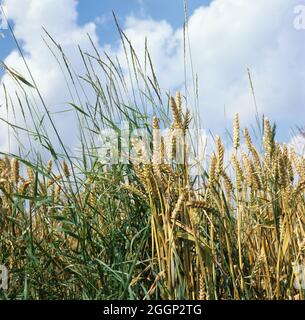 Couch oder zucken (Agropyron Repens) Blütenpflanzen in Reife Weizenernte Stockfoto