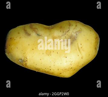 Äußere Haut einer Kartoffeltuber, die ein Symptom von Tabakrasseln (TRV) und Kartoffelmopp-Top-Virus PMTV zeigt Stockfoto