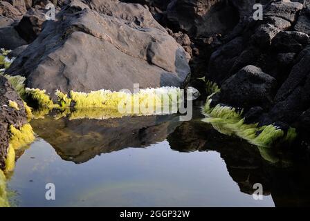 Naturpool an der Küste, Insel Graciosa, Azoren Stockfoto