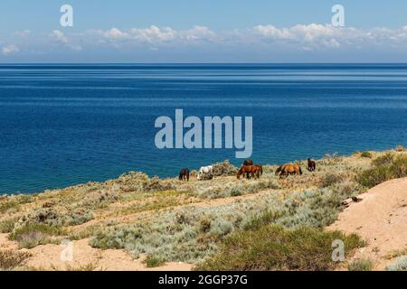 Pferdeherde am Ufer des Issyk-Kul-Sees, Kirgisistan Stockfoto